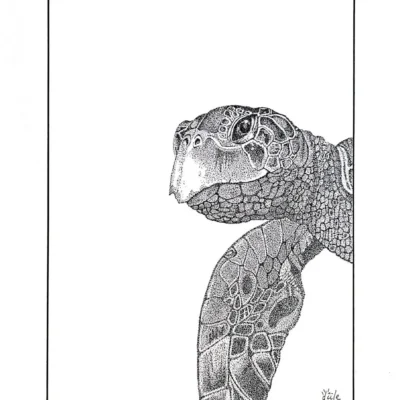 Le regard de la tortue