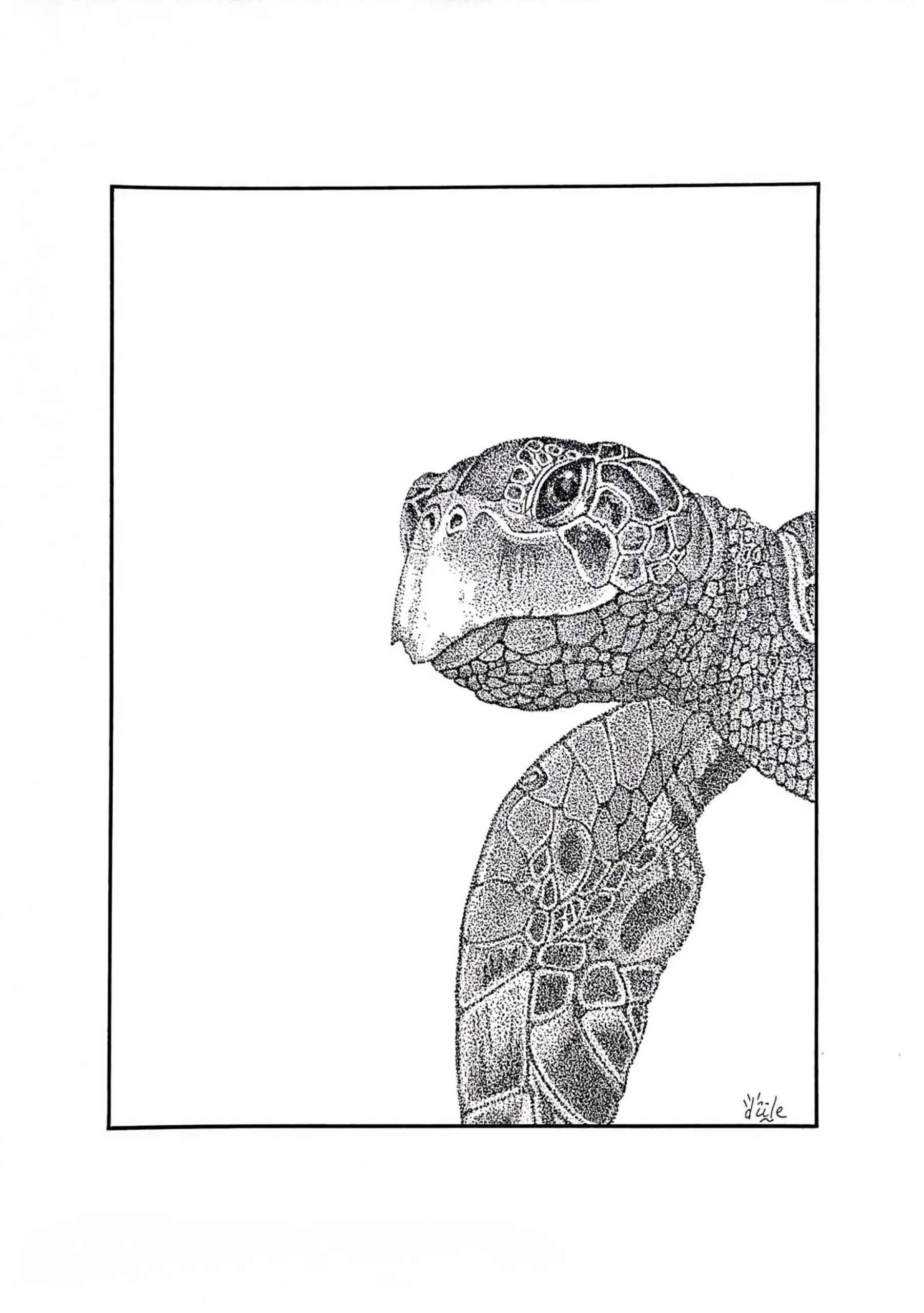 Le regard de la tortue