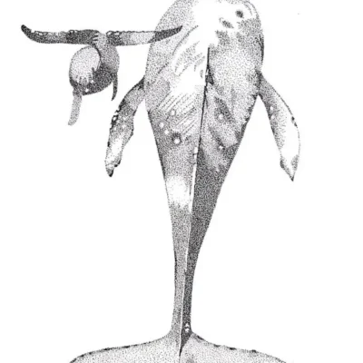 La baleine et son petit