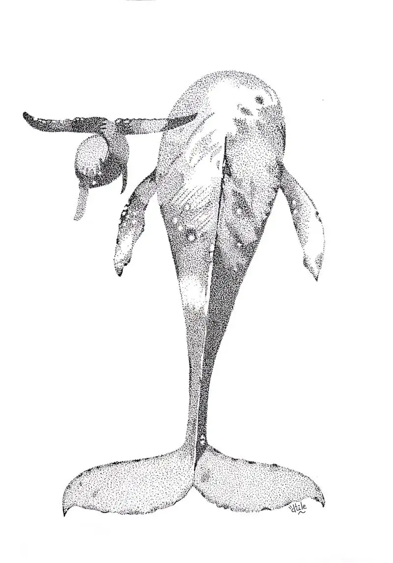 La baleine et son petit